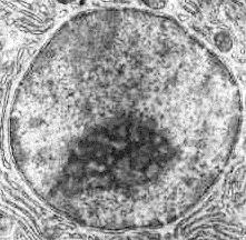 Immagini Microscopio Elettronico Le cellule che costituiscono le piante e gli animali possiedono 3 parti fondamentali: - Il citoplasma (materiale