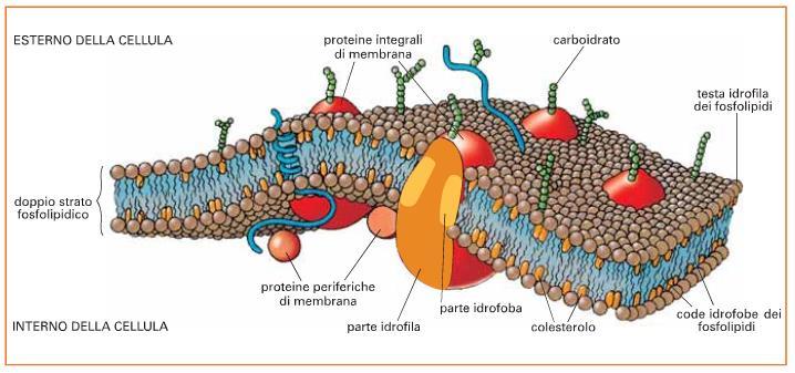 Gli organuli cellulari della cellula animale: LA MEMBRANA CELLULARE MEMBRANA CELLULARE: Involucro impermeabile che racchiude la cellula e ne regola gli scambi con l ambiente esterno.