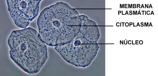 Gli organuli cellulari della cellula animale: IL NUCLEO IL NUCLEO: È il cervello della cellula,