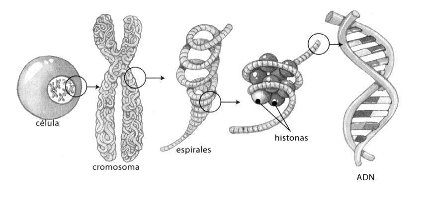 Gli organuli cellulari della cellula animale: IL NUCLEO IL DNA contenuto nel nucleo, è una