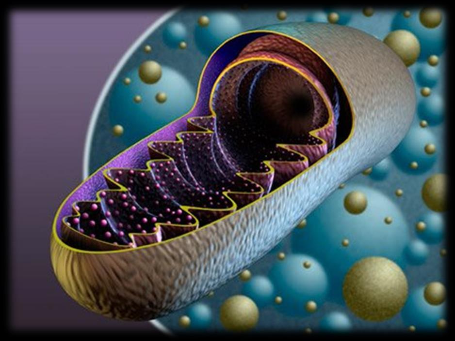 Gli organuli cellulari della cellula animale: I MITOCONDRI Sono corpuscoli allungati a forma di salsicciotti o fagiolo racchiusi da due