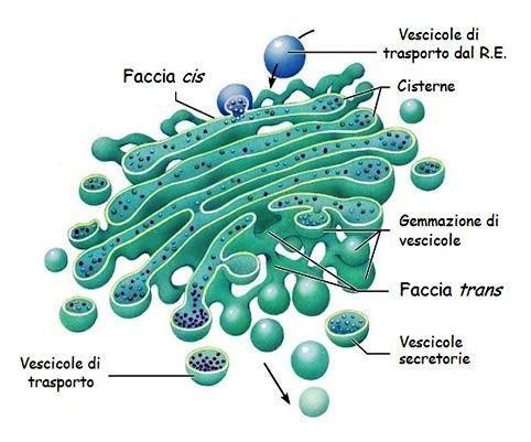 Gli organuli cellulari della cellula animale: L APPARATO DI GOLGI Il nome è un tributo al medico e biologo Camillo