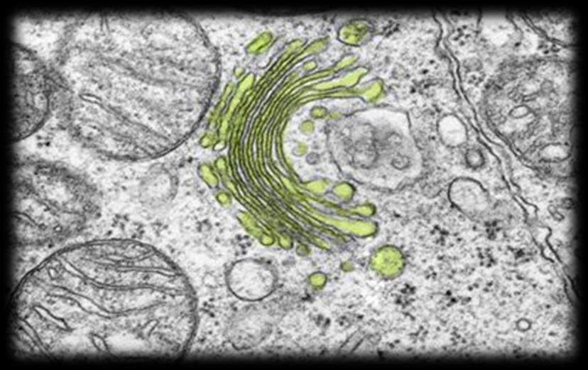 nervoso L apparato di Golgi è un insieme di vescicole appiattite a fisarmonica Collegate sia al reticolo