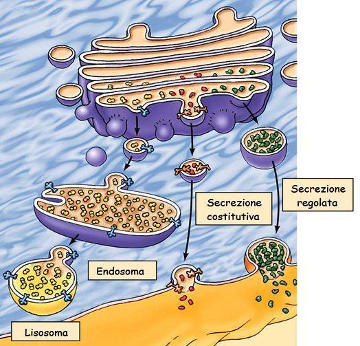 Gli organuli cellulari della cellula
