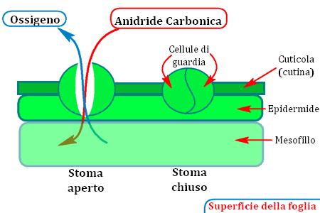 LA CUTICOLA E GLI STOMI Lo strato impermeabile è interrotto dagli stomi dei "buchi" ad apertura regolabile attraverso i quali avvengono la traspirazione e gli scambi di gas tra l'interno della pianta
