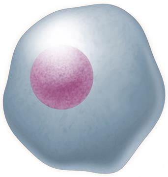 Le cellule eucariotiche contengono organuli specializzati Le cellule eucariotiche (da eu, buono, e karyon, nucleo) hanno un nucleo delimitato da una membrana