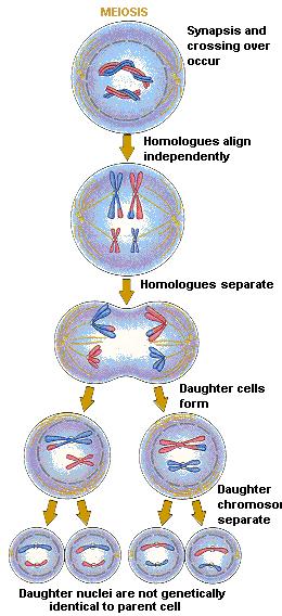 MEIOSI Da una cellula sessuale diploide (2n) a 4 cellule sessuali aploidi (n) Diploide perché ogni