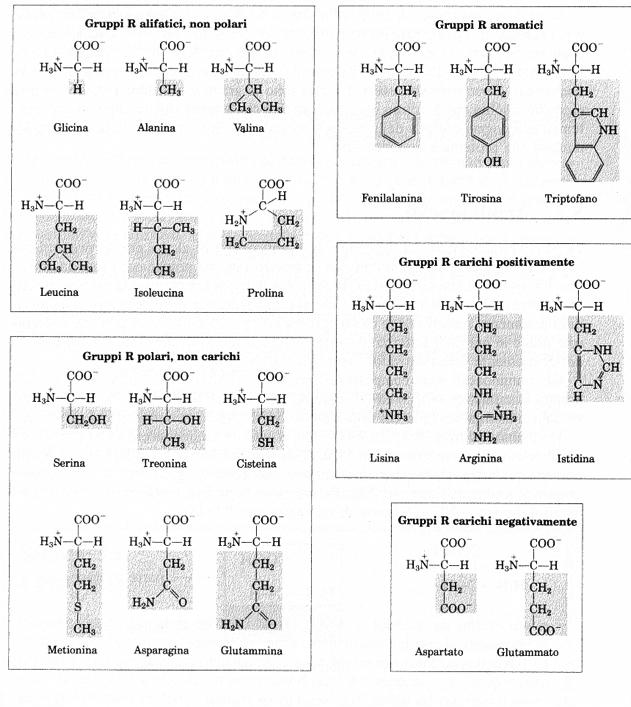 I venti amminoacidi costituenti le proteine, variano considerevolmente per le loro proprietà chimico-fisiche come la polarità, l'acidità, la basicità, l'aromaticità, la dimensione,