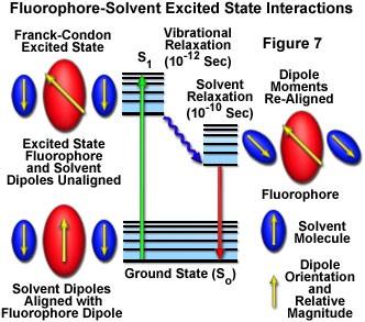 Effetto del solvente Differenze nelle energie tra lo stato fondamentale e lo stato eccitato nel fluoroforo danno luogo a momenti di dipolo che riorientano le molecole