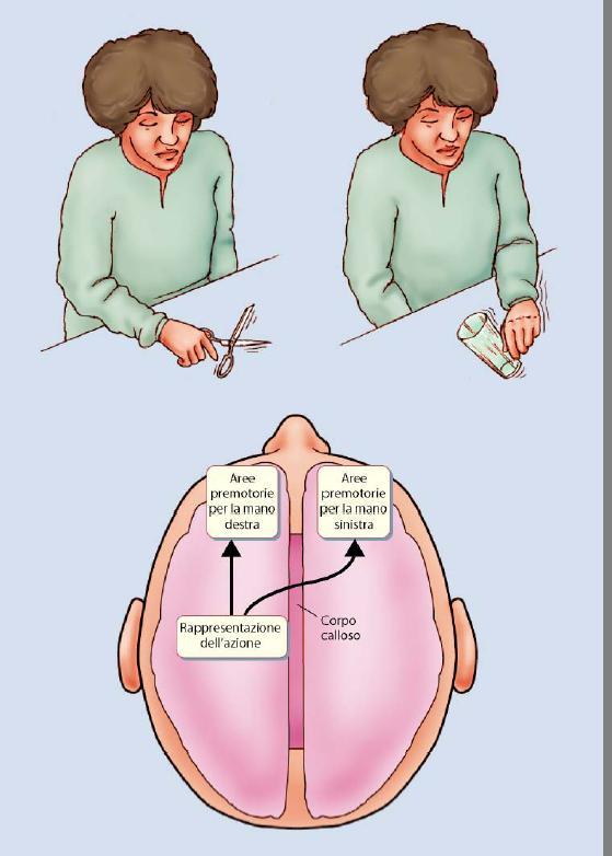 prefrontali premotorie, e attraverso il