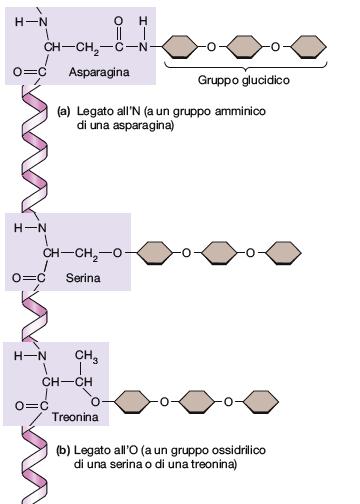 L aggiunta di una catena laterale glucidica a una proteina attraverso un legame covalente è chiamata glicosilazione.