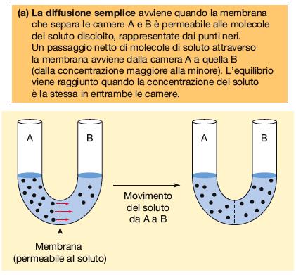 Cosa regola la direzione del trasferimento di molecole attraverso la membrana plasmatica? Concetti di base: DIFFUSIONE = tendenza delle molecole a distribuirsi uniformemente nello spazio disponibile.