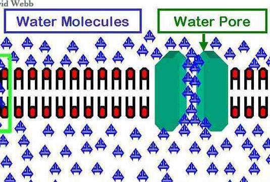 piccole molecole non polari). Come fa l acqua ad attraversare le membrane cellulari?