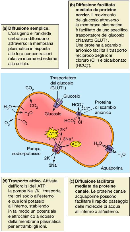 Esempi di trasporto attraverso la