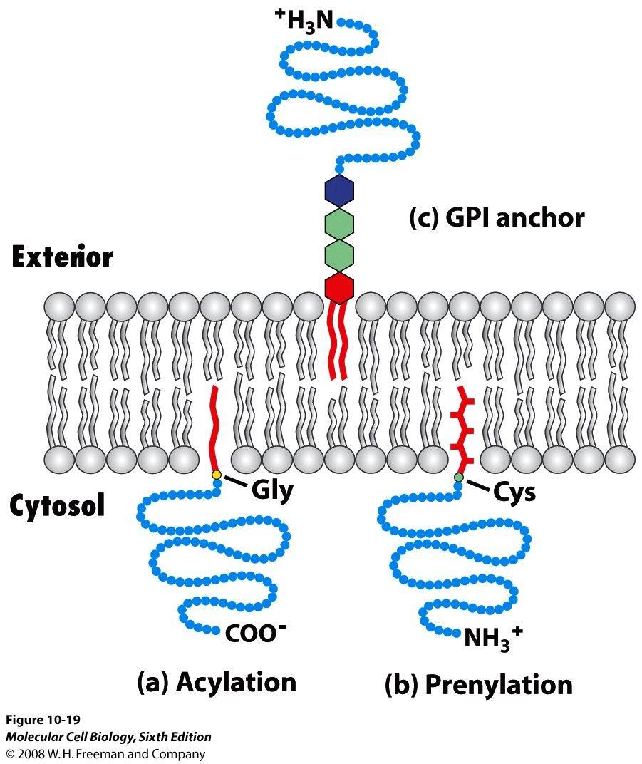 Proteine di membrana ancorate ad un lipide Le proteine legate a lipidi che si trovano sulla superficie interna della membrana sono di solito ancorate mediante