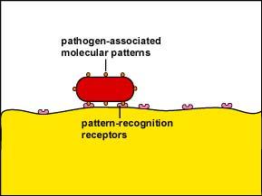 Una cellula fagocitaria come riconosce la particella da fagocitare? BATTERIO Mannani LPS Ac.