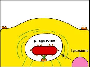 del fagosoma