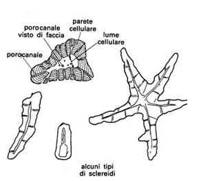 3 caso: Piante adulte (e parti invecchiate)