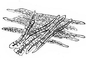 rivestimento ligneo (endocarpo=nòcciolo) del seme della pesca, della albicocca, Fibre cellule