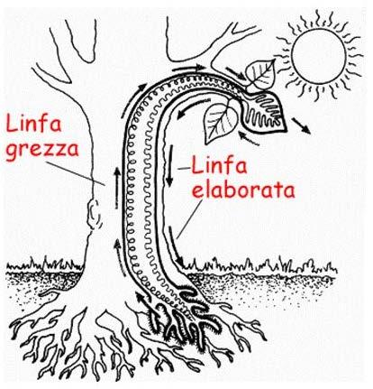 Tessuti conduttori o Tessuti vascolari funzione: condurre la