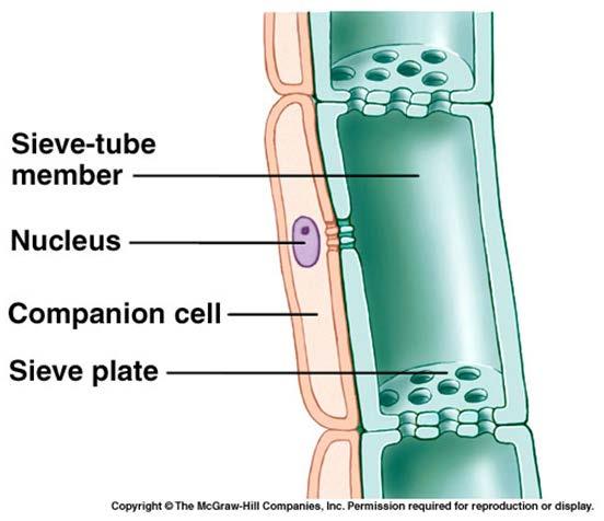 Floema (Libro, cribro) cellule vive con parete cellulare