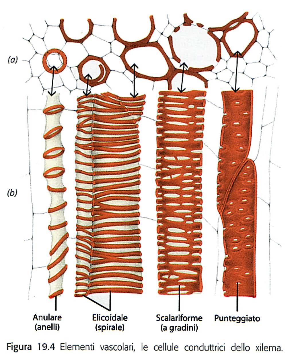 Differenti tipi di lignificazione: A. anulati B. spiralati C.