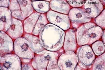 Tessuti che producono i metaboliti secondari e li mantengono all interno delle cellule che li hanno secreti