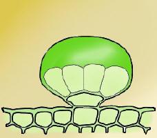 Peli ghiandolari = Peli secretori Cutina sollevata Sostanze secrete Cellule secernenti Cellula basale Il numero delle