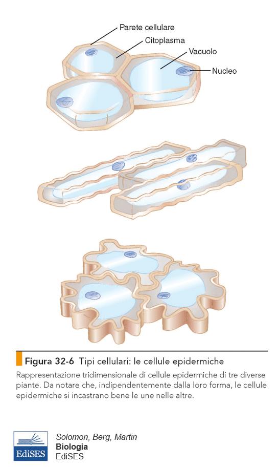 EPIDERMIDE - strato più esterno - unico strato di cellule vive (cosa contiene la parete?