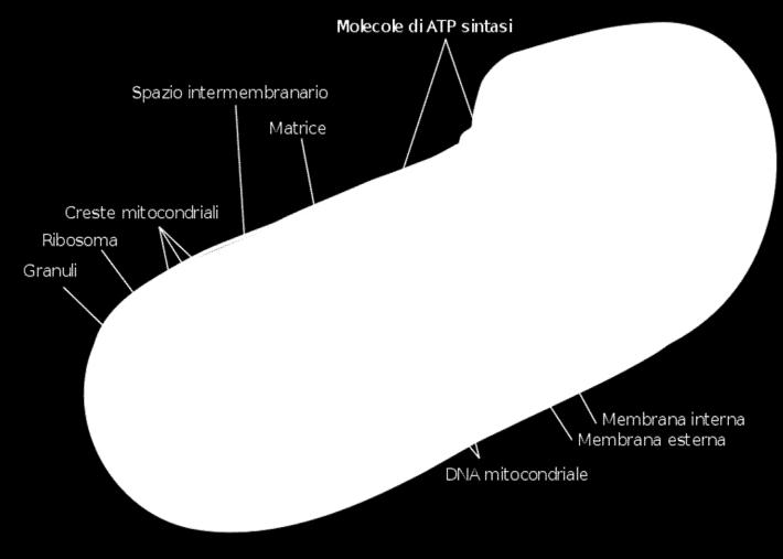 Spazio intermembrana. Contiene parecchi enzimi. Membrana interna.