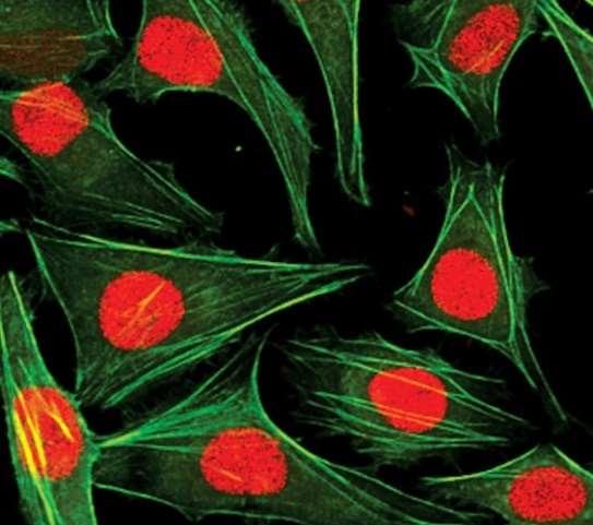 IL CITOSCHELETRO Il citoscheletro è un sistema di strutture collocate all'interno della cellula, che nell'insieme ne costituiscono l'impalcatura.