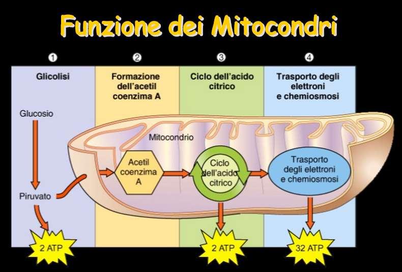 Dal punto di vista fisiologico i mitocondri sono degli apparati la cui funzione e' quella di recuperare l'energia contenuta negli alimenti, per mezzo di un