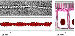 Microfilamenti corteccia I filamenti di actina (noti anche come micro-filamenti) sono polimeri elicoidali a due filamenti della proteina actina.