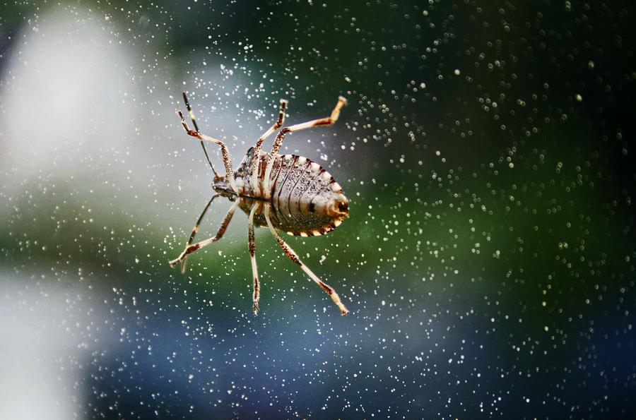 Biologia in Italia Le cimici si riparano nelle abitazioni per svernare In condizioni naturali la sopravvivenza allo svernamento è del 24%