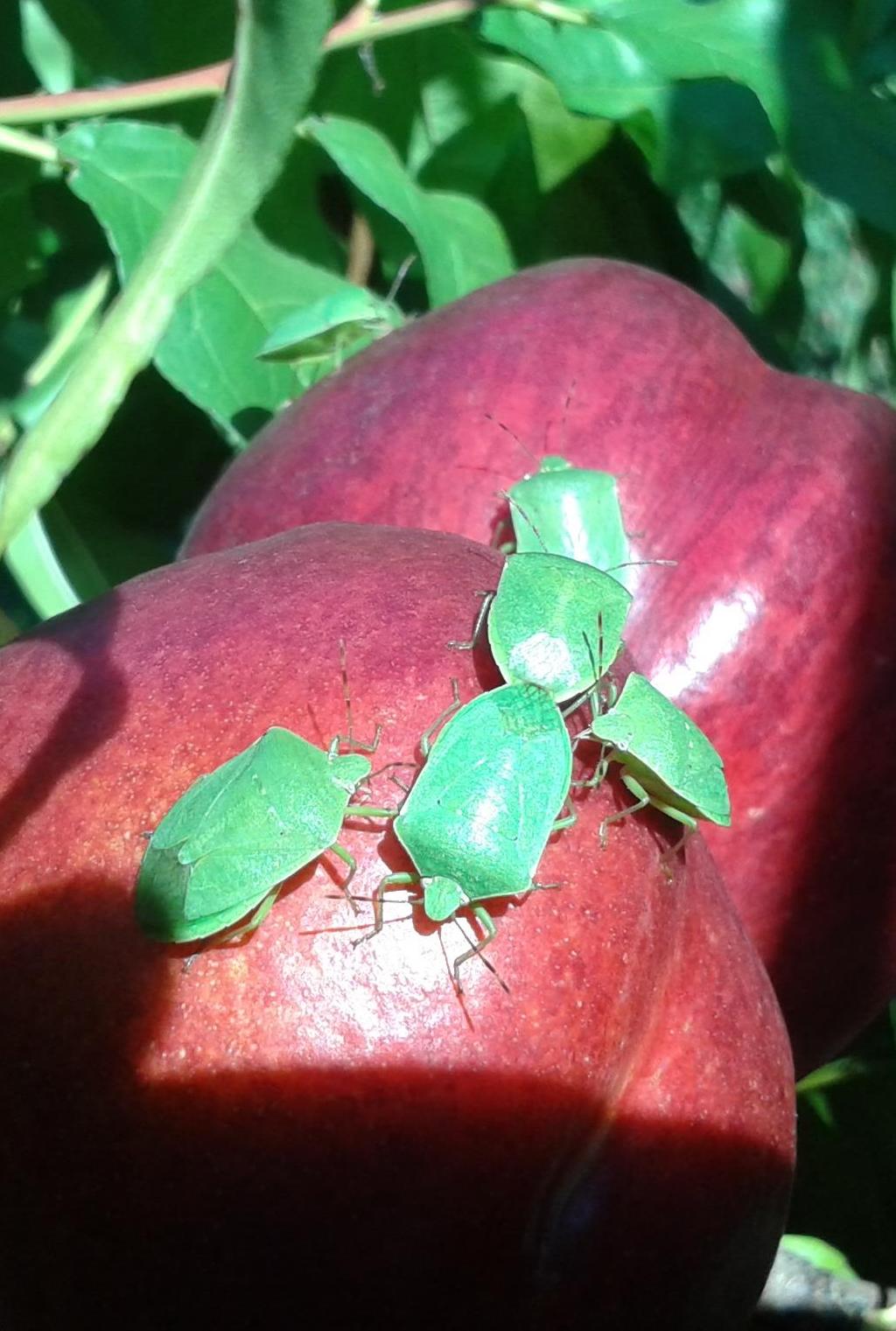 In tutte le aree agricole presenza in forte aumento di tutti i Pentatomidi Assieme a H.