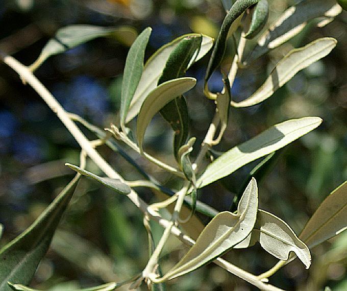 Per i trattamenti specifici, si fa riferimento al Volume Malattie dell olivo di prossima pubblicazione nella Collana