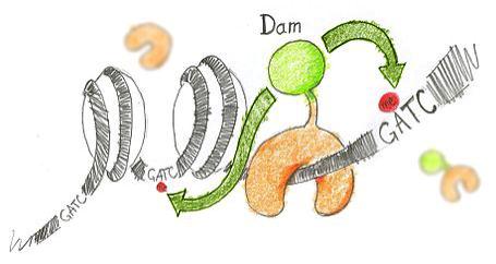 DamID-chip apple DNA adenine methyltransferase è un enzima procariotico che catalizza l aggiunta di un gruppo metilico all adenina.