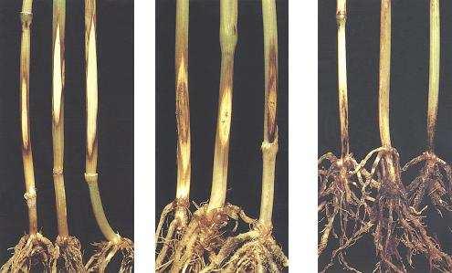 Il complesso del mal del piede Rhizoctonia solani