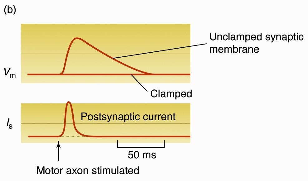 Corrente sinaptica La direzione e l intensità della corrente sinaptica determinano la polarità e l ampiezza del potenziale post-sinaptico La natura ionica delle correnti può essere determinata