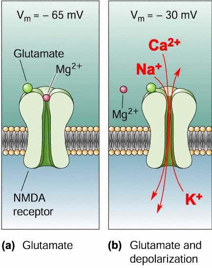 I recettori NMDA sono bloccati da uno ione Mg 2+ con modalità voltaggio-dipendente Normalmente mantenuto inattivo dal Mg 2+ E richiesta una depolarizzazione