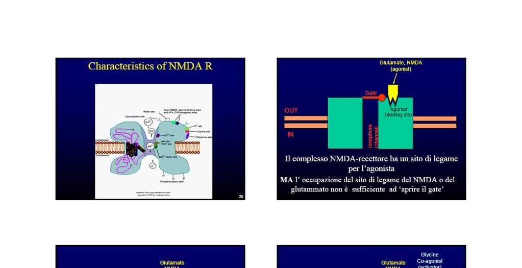 Il complesso NMDA-recettore ha un sito di legame per l agonista, ma l