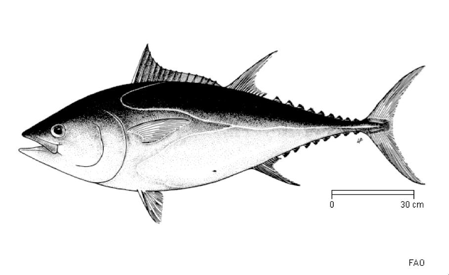 Thunnus thynnus Nome comune: Tonno rosso Classe: Actinopterygii Ordine: Perciformes Famiglia: Thunnidae Genere specie: Thunnus thynnus Descrizione E un pesce dal corpo fusiforme di grandi dimensioni,