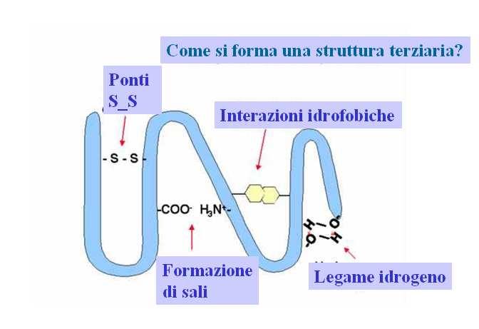 Struttura terziaria : relazione a lungo raggio tra amminoacidi anche molto distanti tra di loro, I