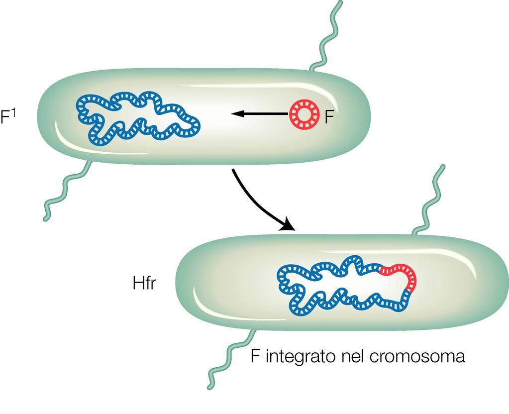 Il ceppo Hfr deriva dall integrazione del fattore F nel cromosoma batterico à durante la coniugazione il fattore F