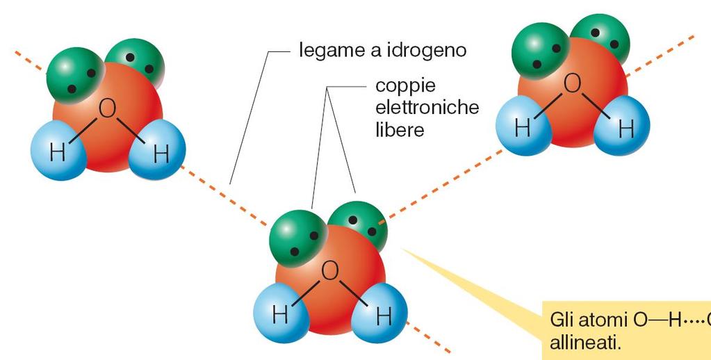 Il legame a idrogeno Gli atomi O H O sono allineati