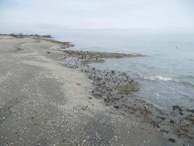 Figura 152 Argille lagunari affioranti nella zona intertidale nel tratto a nord e a sud dello sbocco del Gobbino (foto febbraio 2014).