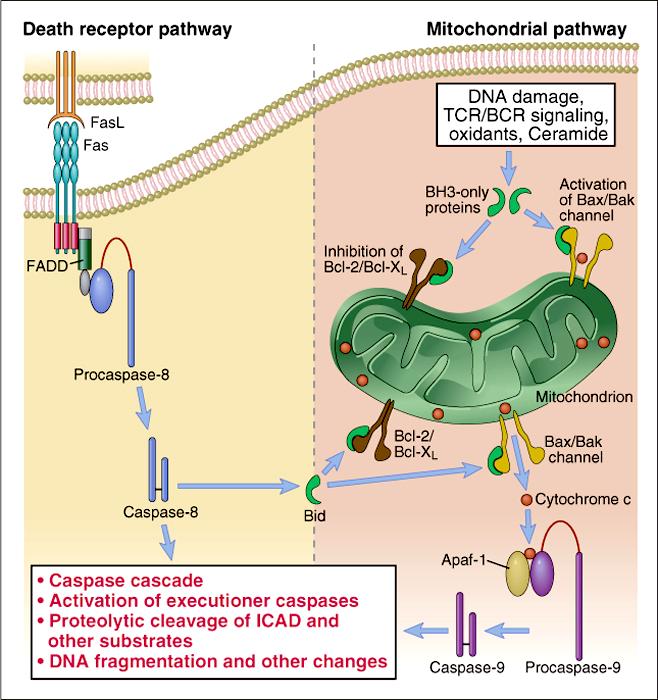 Cascata delle caspasi Attivazione caspasi effettrici