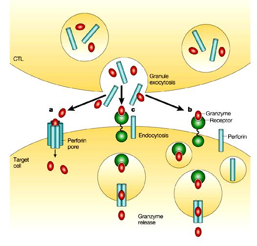 Ingresso dei Granzimi Canali di Perforina sulla membrana