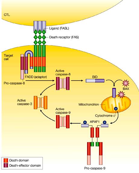 Apoptosi indotta dal legame Fas-FasL ü Trimerizzazione Fas ü Attivazione