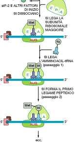Si forma il legame peptidico tra l estremità COOH terminale della Metionina e l estremità NH2